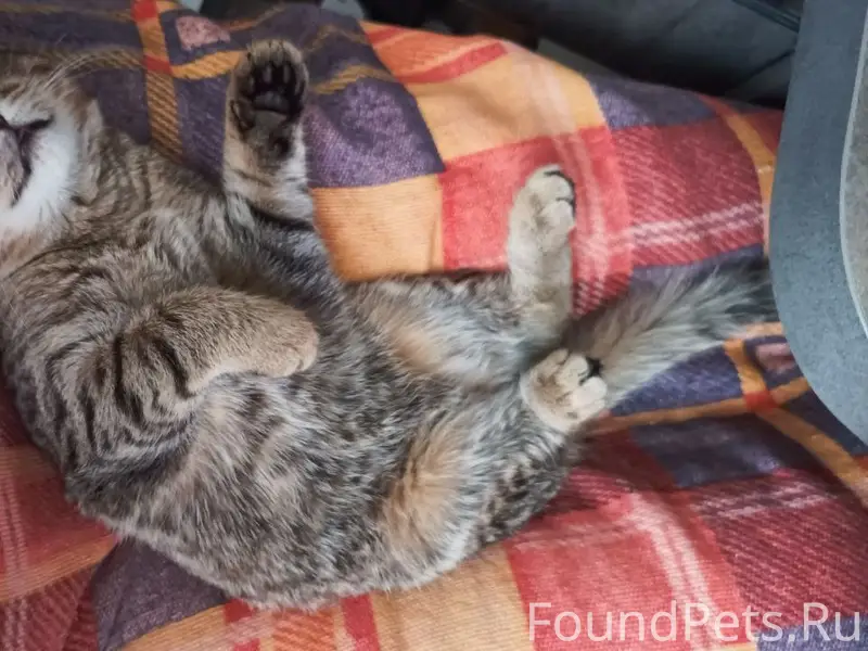 Найден серый котенок на улице Камская