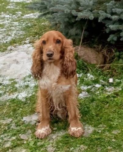 Пропал английский кокер спаниель Лаки, п. Бригадное