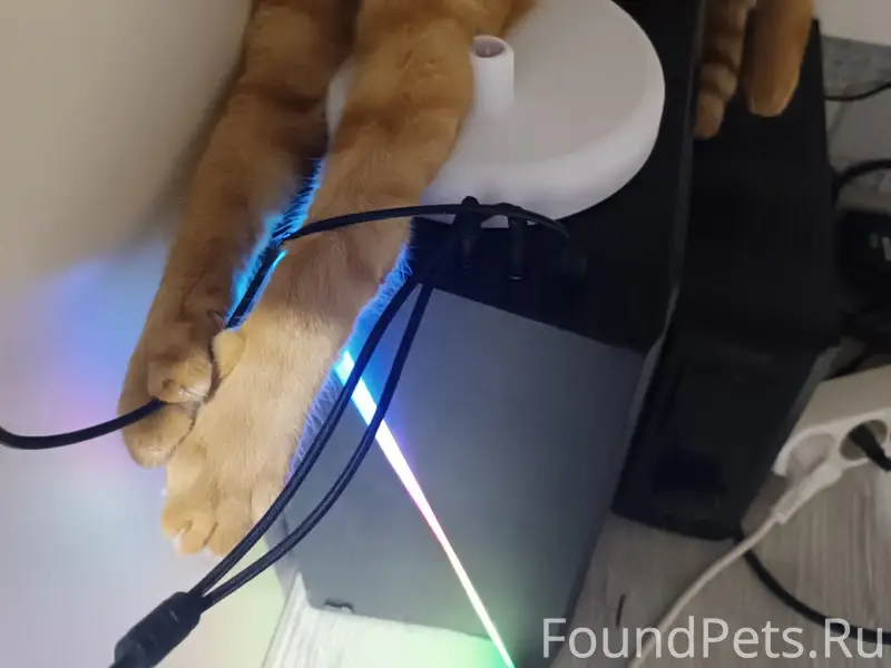 Пропал котёнок Барсик, город Приморск