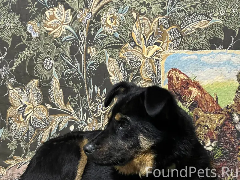 Пропала собака Жуля, дср Дуброво