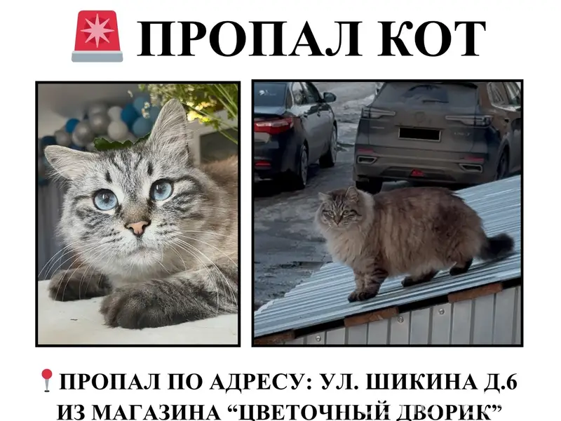 Пропал кот Марс, подвалы и соседние дворы