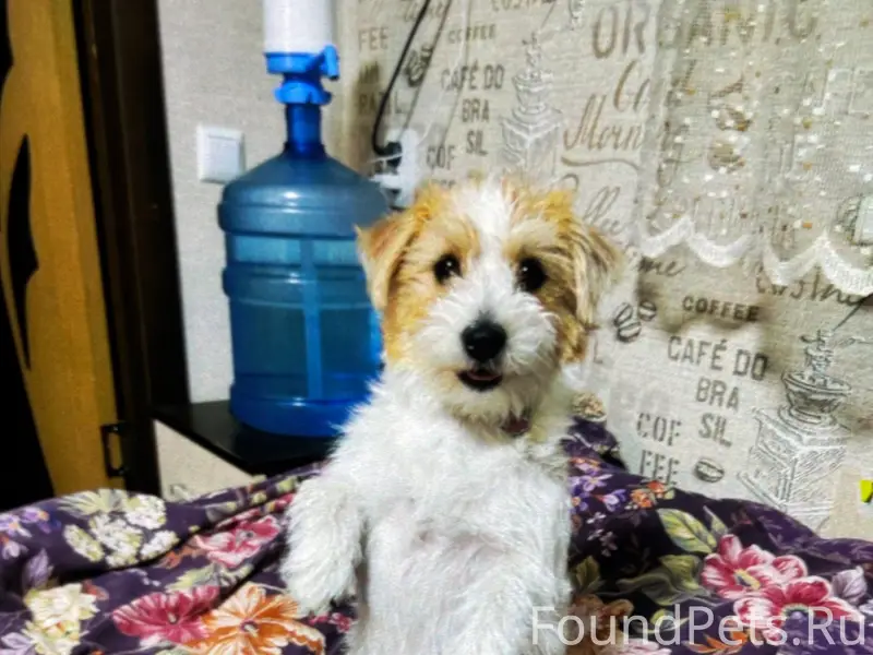 Пропала Джек Рассел терьер Олимпия