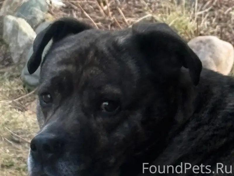 Найден амстафф, Конаковский район