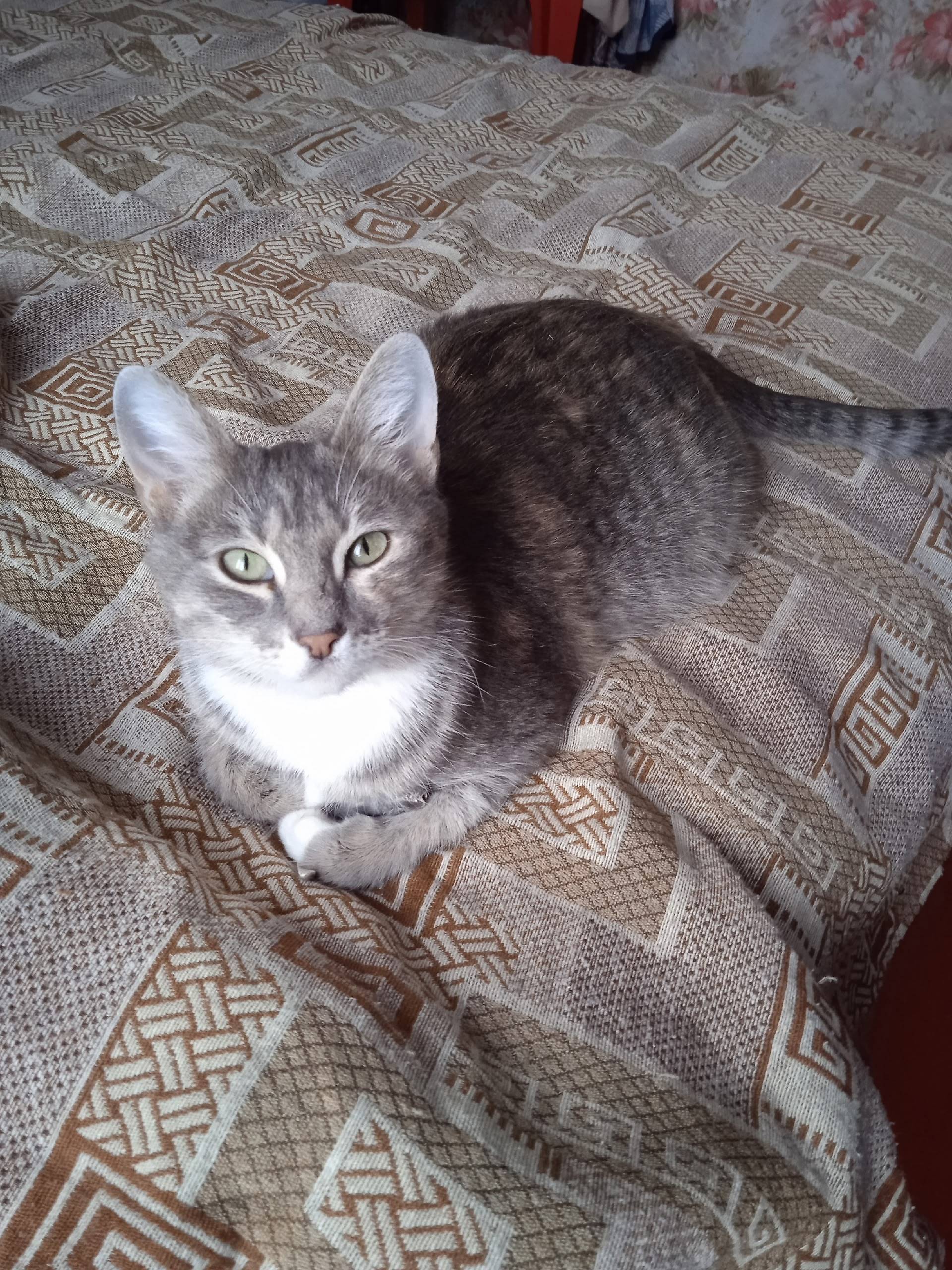 Пропала кошка Маруся, район Строителей