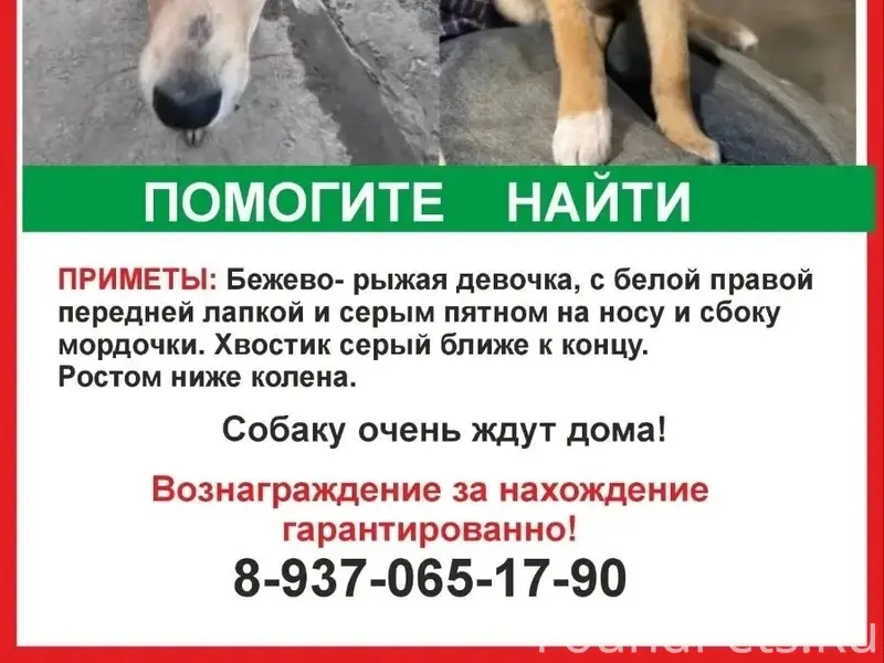 Пропал щенок, Бугуруслан