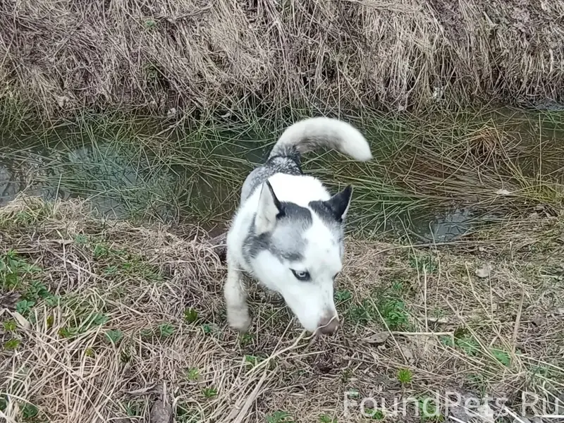 Пропала собака, похожа на Хаски, СНТ Вишнёвый сад