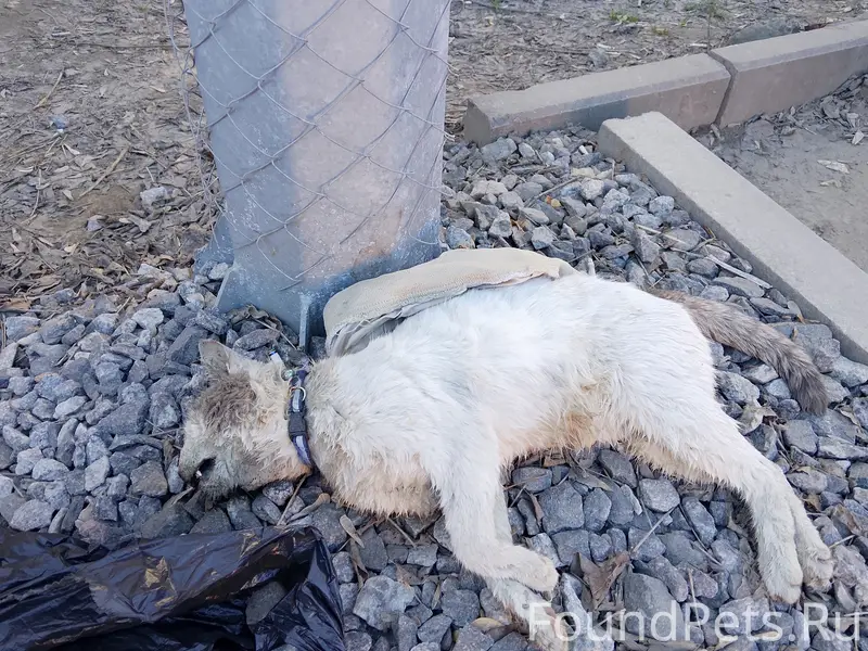 Найден погибший кот, рядом с метро Ленинская, Нижний Новгород