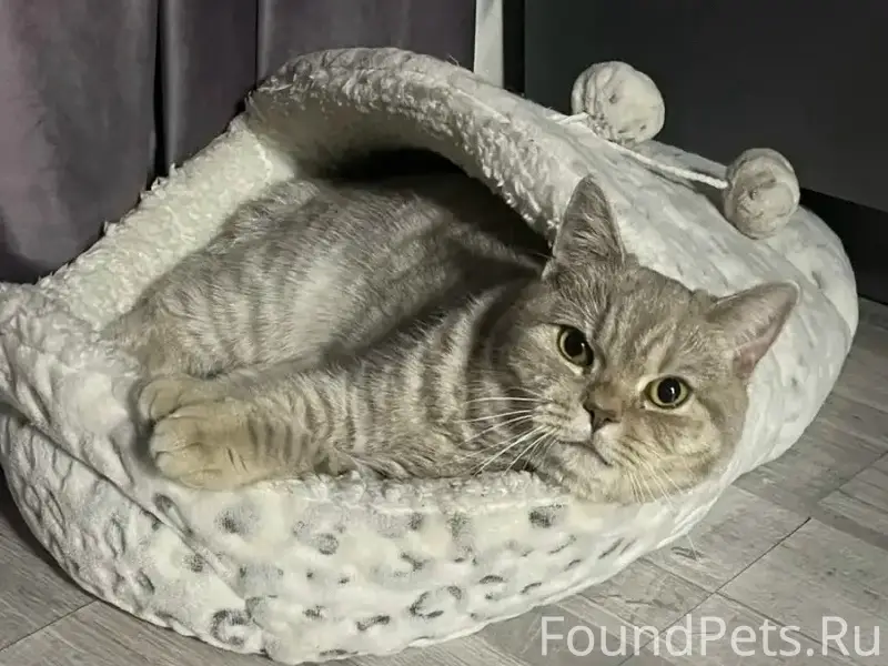 Пропала кошка Моня, пересечение Лиговки и Белавинской