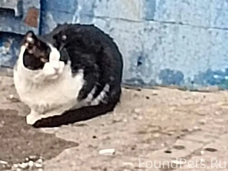 Найден котик, район ул. Вокзальная, Преображенская