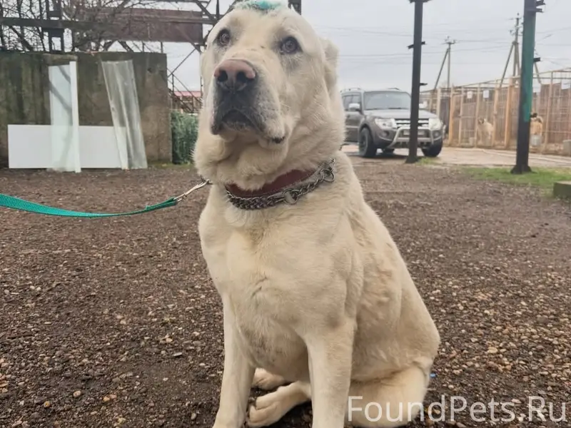 Найден алабай, д. Андреевская