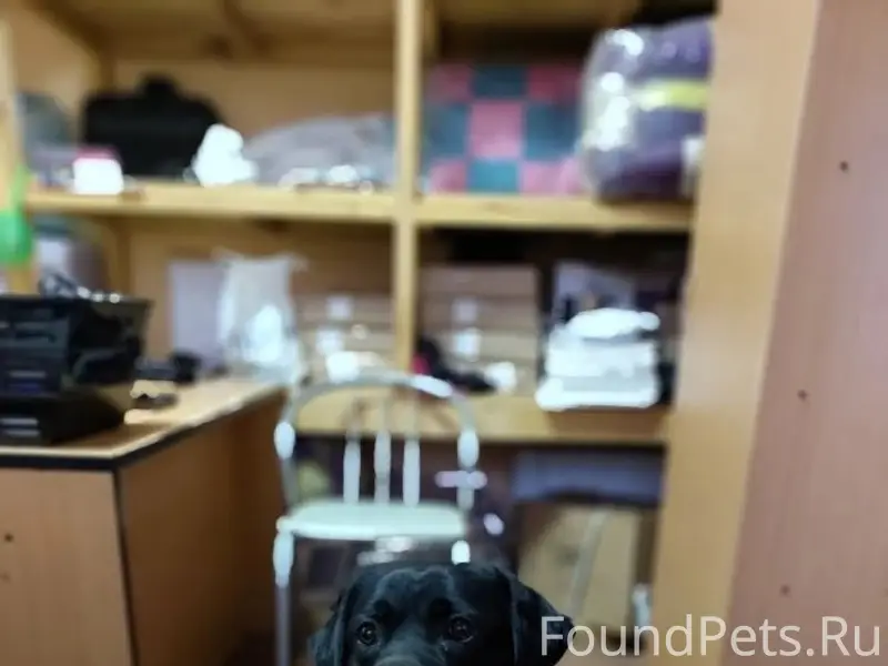 Пропал лабрадор, улица Октябрьская