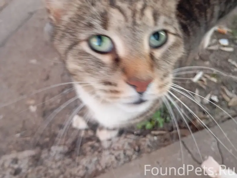 Найдена кошка/кот, улица Коминтерна