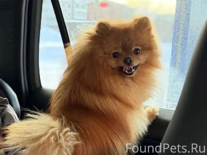 Пропал шпиц померанский, д. Озеро