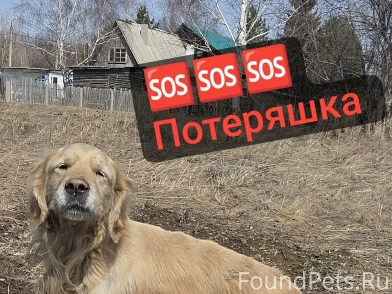 Пропал пес,