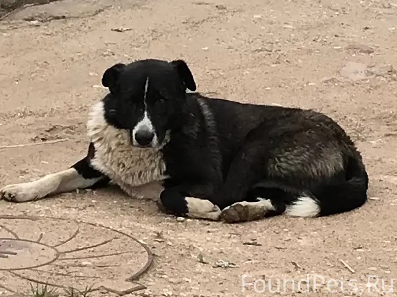 Пропали местные собаки, Раздолье