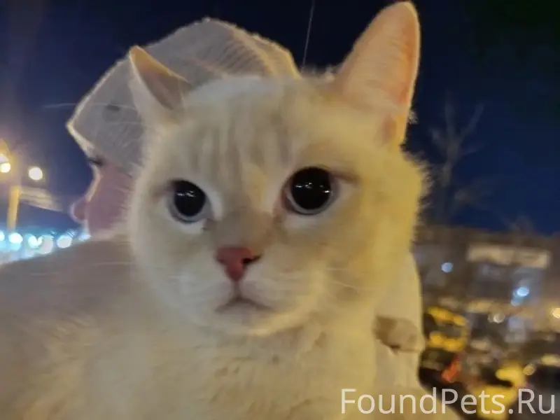Найден кот, 9 мкр.