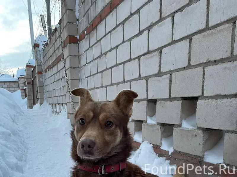 Пропал пёс, район 6 школы