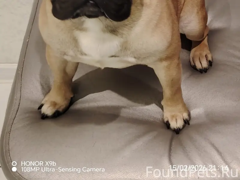 Пропал пёс Тайсон, район ТЦ «Галактика»