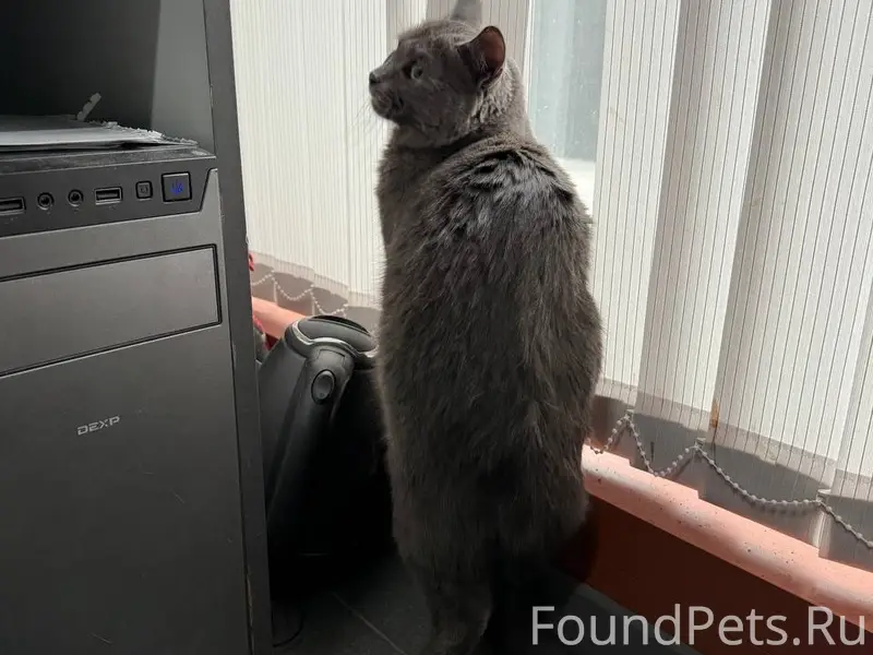 Найдена кошка, Октябрьский район