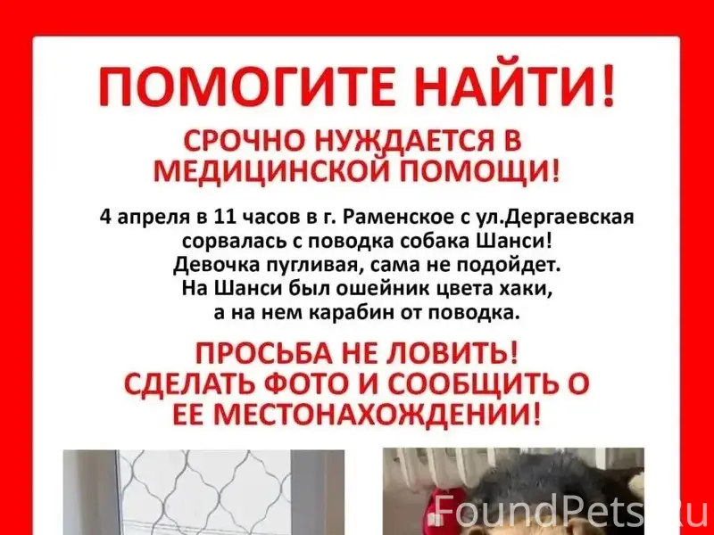 Пропала собака, Раменское