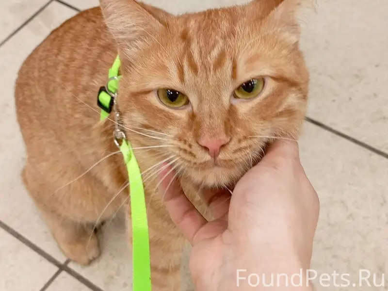 Пропал кот Каспер, Дальний