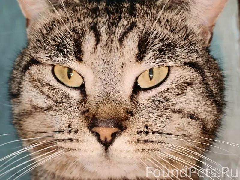 Пропал кот Барсик, район за Тц Центрум Симферополь