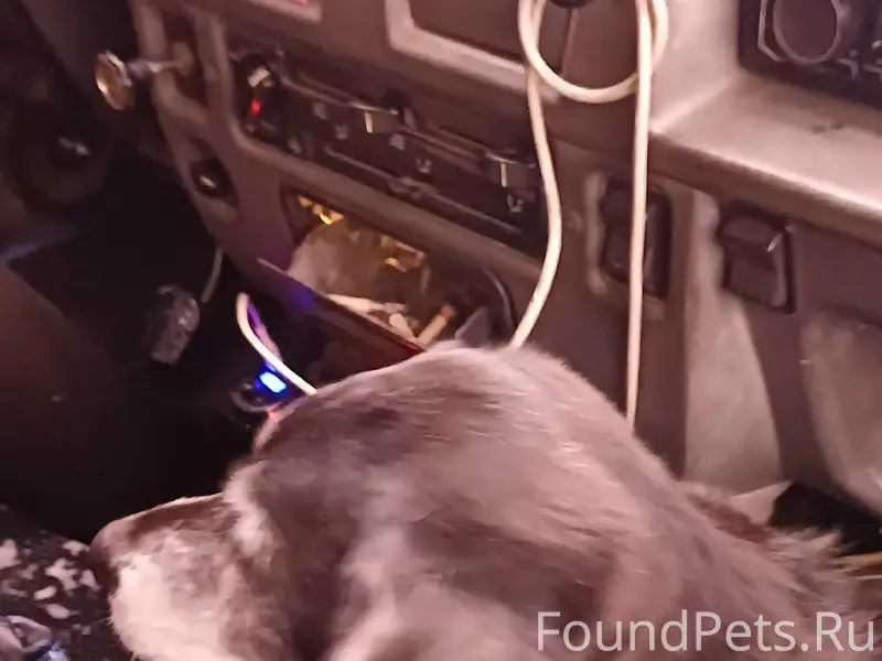 Пропала собака Соня, п. Зареченск