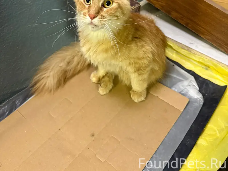 Найдена кошка, район Черемушки