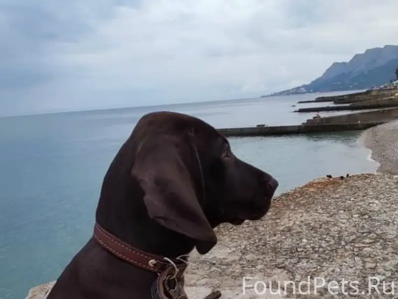 Пропал Курцхаар Дени, 5 микрорайон