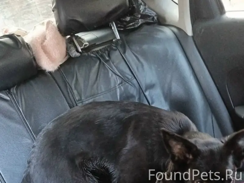 Пропала собака, район парка Гагарина, Самара