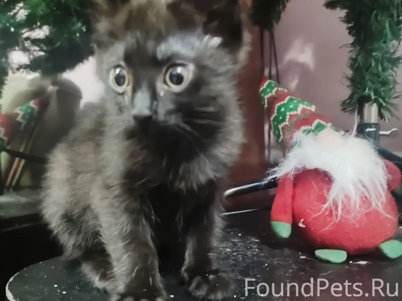 Пропал котёнок чёрного цвета