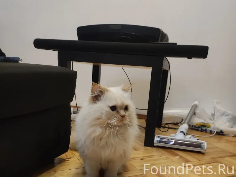 Найден кот, Екатеринбург, центр