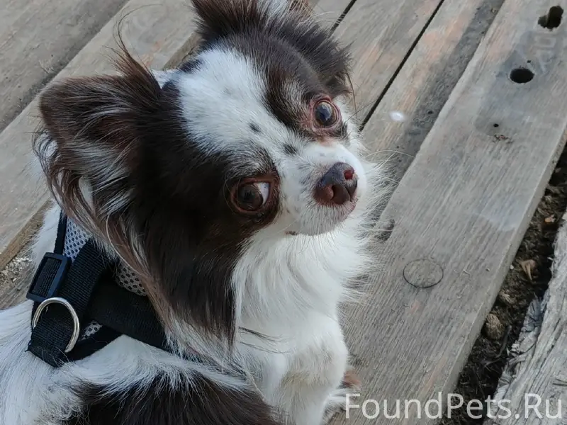 Пропал Ларри, д. Стрельниково Костромской район