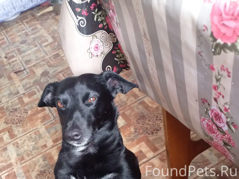 Пропал пёс Филя