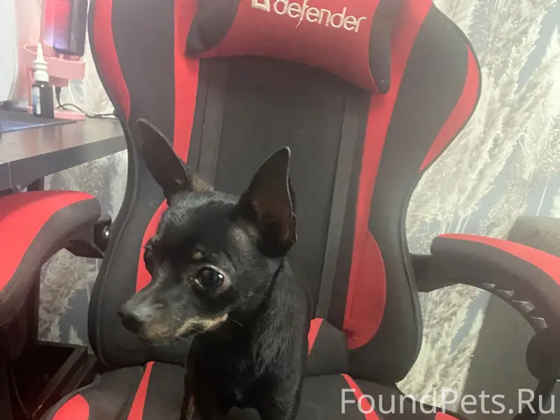 Найден той терьер, район Суздальского 73