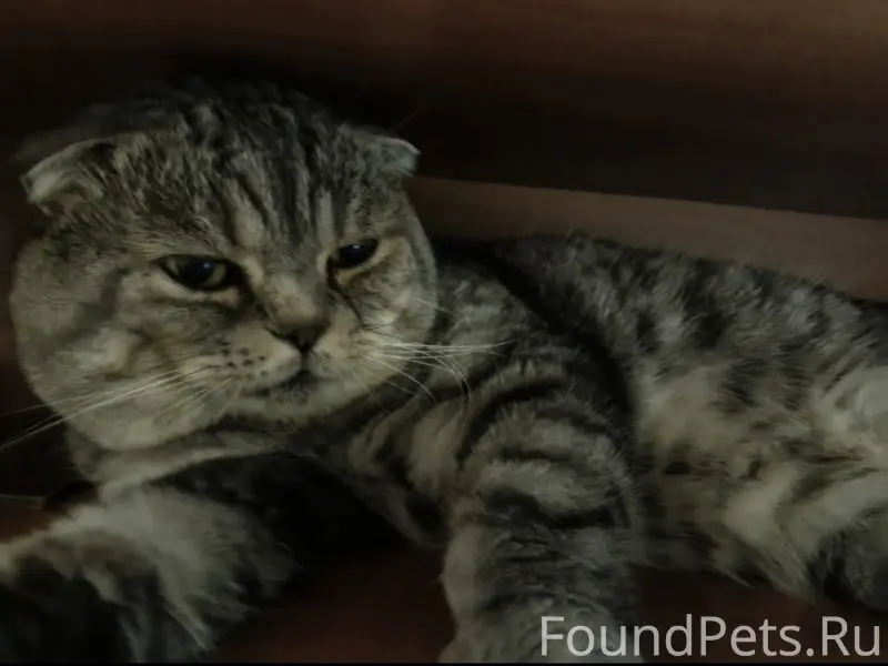 Пропал кот Каспер, ул. Железнодорожная