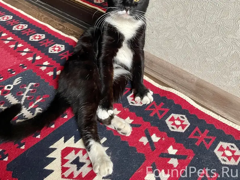 Найден кот Чарли, Санкт-Петербург