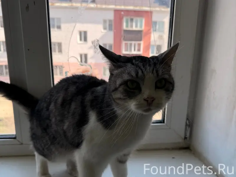Найдена кошка, г. Чапаевск