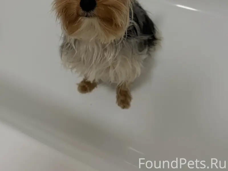 Найден Йоркширский терьер