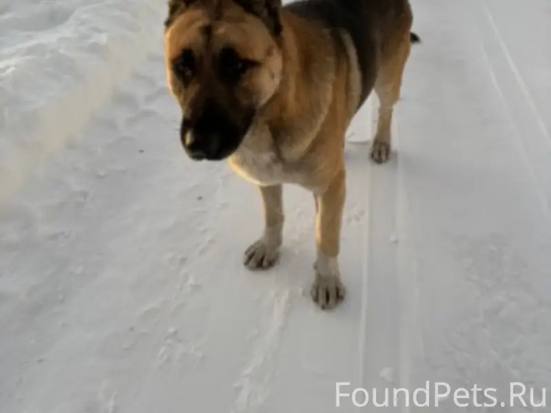 Пропал сторожевой пес, на Волге