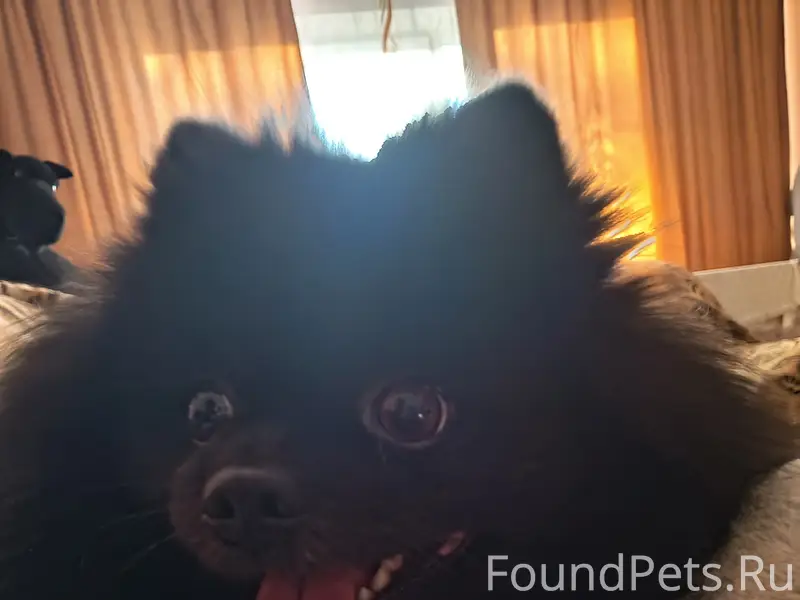 Пропал черный шпиц, свяжитесь с владельцем