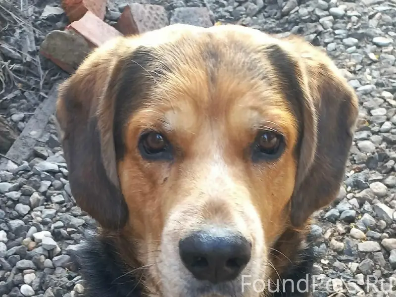 Пропал пёс Боцман, улица Карла Маркса