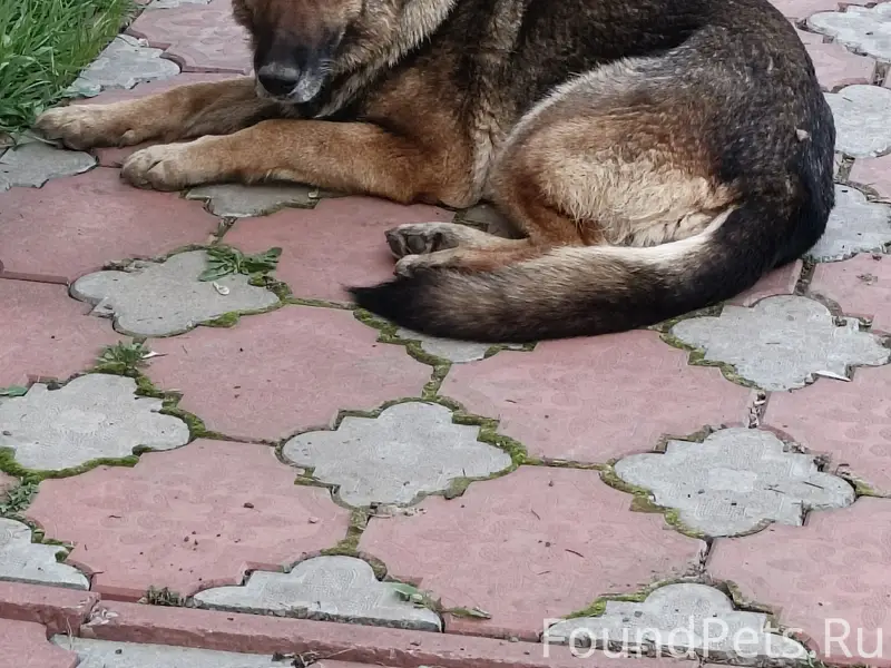 Найдена собака
