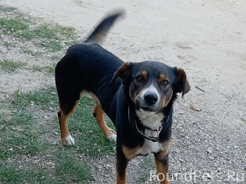 Найден пёс, в ошейнике