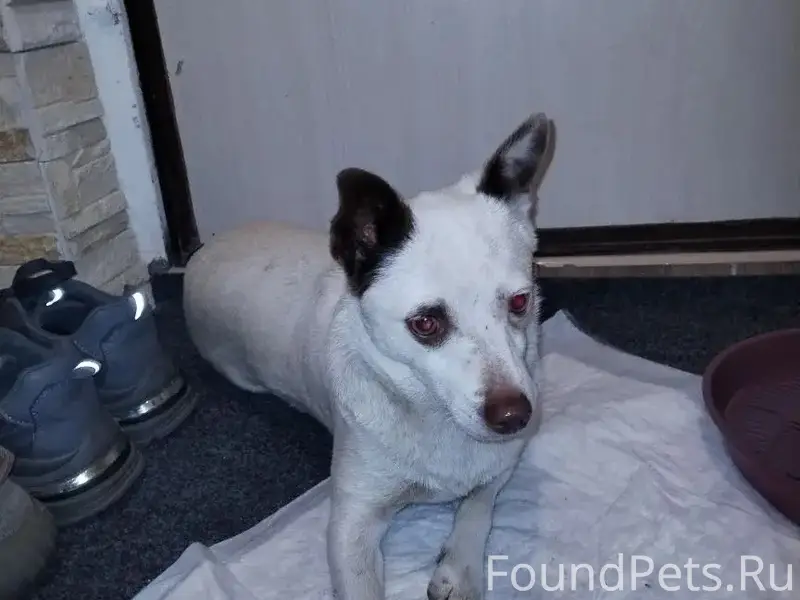 Найдена собака, девочка, Краснодар, Комсомольский район