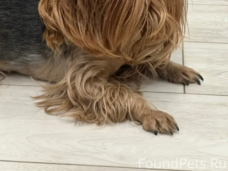 Найден тип собака, Ленинского комсомола 32