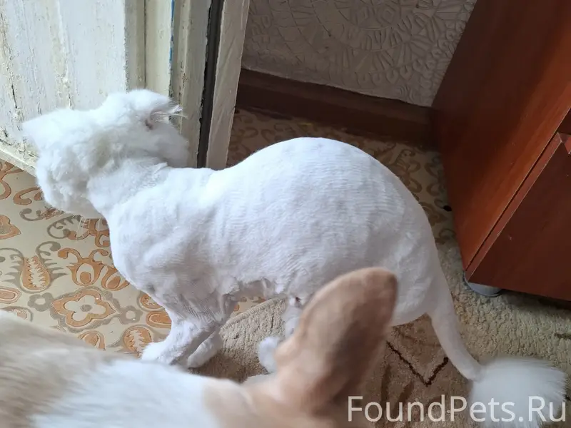 Пропал метис Ричик, 4б мкр.