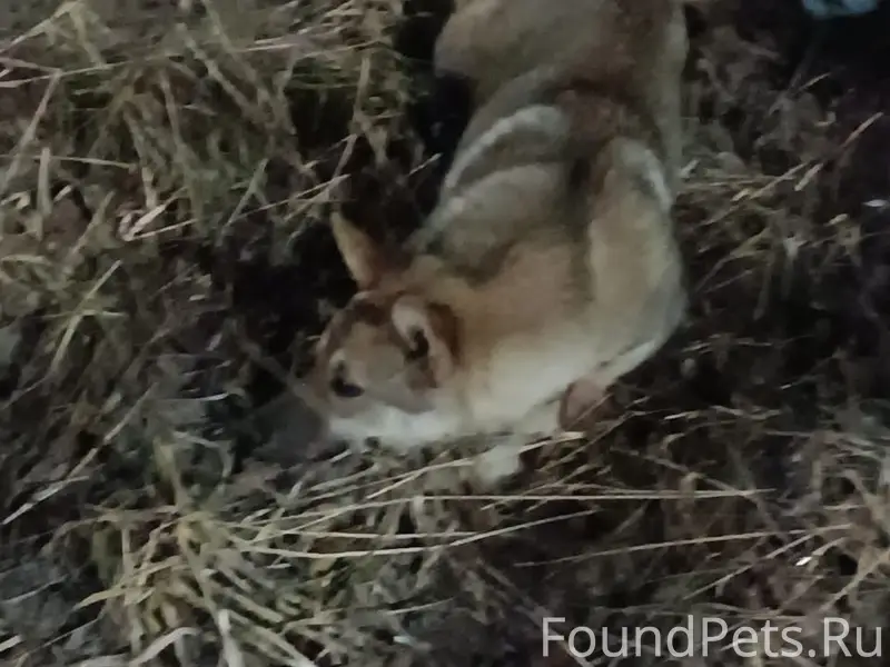 Найден щенок, контактная собака