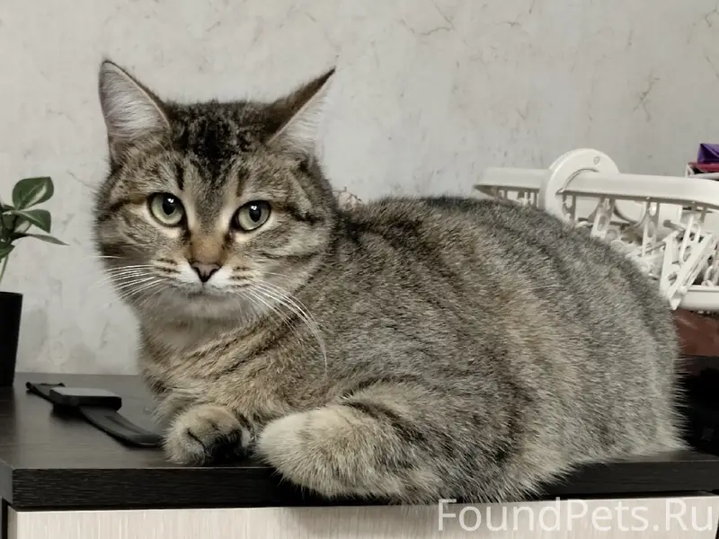 Пропала кошка Люся, район сортировки