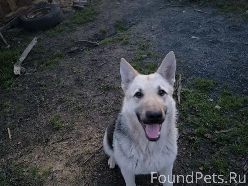 Пропала собака, Новошахтинск